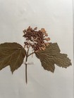 Antique Herbarium Pressed Botanical Specimen 1900s Common Snowball 15  X 10 