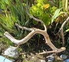 Large Driftwood Manzanita Aquascape Terariam Avery Snakes Fish 24   13   9 