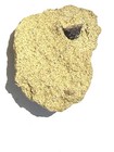 Genuine Tyrannosaurus Rex Trex Fossil Dinosaur Tooth On Matrix 0 93 Inch Real
