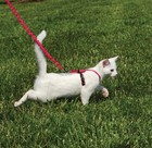 Cat Harness Bungee Leash Small Red Petsafe Come With Me Kitty Cwmk-s-red Cats
