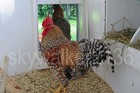 18  Bielefelder Fert Hatching Eggs  The Perfect Dual Purpose Homestead Chicken