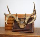 Vintage Deer Antler Wall Mount Horns Oddity Texas Whitetail Antique Cabin Decor