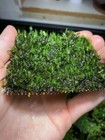 Fissidens Nobilis Moss Fissidens Fontanus Easy Live Aquarium Plants Fish Tank    