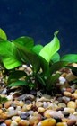 5 Anubias Barteri Easy Live Fish Tank Aquatic Live Aquarium Plants    