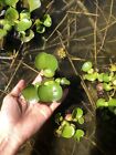 50 Water Hyacinth Eleocharis Crassipes Live Aquarium Beo Luc Binh Plant Koi Pond