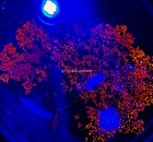 Live Saltwater Dragon Tonuge Pom Pom Macro Algae Plant Reef Marine Refugium
