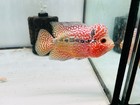 Red Fire Super Color High Quality - Kamfa F3 Flowerhorn Pnpv 3 Inches