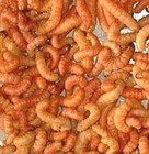 Live Butter Worms Alive Pet Dragon  Bird  Reptile Feeder Insect Butterworm Giant