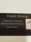 Beautiful  Detailed Cretaceous Fossil Shrimp  - Dinosaur Age 