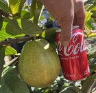 Ruby Supreme Guava Tree      Best Selected Ruby Supreme Available