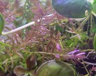 Rotala Rotundifolia 15 Stem Bundle   Freebie  Submerged Low Tech Aquarium Plants