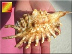 Set Of 3 Beautiful Spyder Conch Shell  lambis Milipeda  4-5  Beach Decor Display