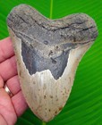 Megalodon Shark Tooth  5 05    Real Fossil  Sharks Teeth Big Huge Serrated