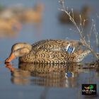 Avery Greenhead Gear Ghg Xd Series Pro Grade Mallard Duck Decoys Active 6 Pack