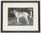 Circa 1940 Photograph Amateur Field Trial Champion Pointer Jing Hunting Dog  2