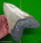 6 18     Megalodon Shark Tooth  Real Fossil - 17 6 Ounces    No Restorations