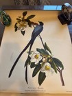 Vintage 1957 Calendar John James Audubon Bird Prints
