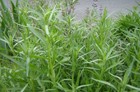Russian Tarragon Herb Seeds  Non-gmo  Dragon Wort  Variety Sizes  Free Shipping