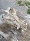 Wild Boar Full Skull Feral Hog Pig Tusk Cabin Decor Taxidermy Teeth
