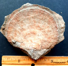 Fossil Brachiopod  On Matrix