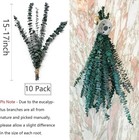 Eucalyptus For Shower 10 Pcs Hanging Dried Eucalyptu Stems 17  Real