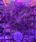 Wysiwyg 1 Head Branching Purple Hammer Coral Frag Nice Size Free Shipping 