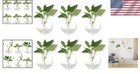 Stylish Pack Of 6 Wall Hanging Glass Vases - 4 7-inch Round For Air Plants