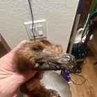 Mink Hide Fur Pelt W  Head Attached Brown Mottled 36 In X 6 In