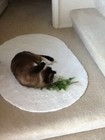              Best Catnip Fresh Dried Organic Tennessee Home Grown