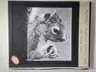 Squirrel  C1930 s Magic Lantern Glass Slide