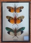 Real 3 Pyrops Sp Lanternfly Insect Taxidermy  In Wooden Box Display