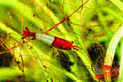 10 2 Red Rili Shrimp - Freshwater Neocaridina Aquarium 100  Live Guarantee