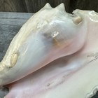 Large Authentic Conch Sea Shell Sea Life Aquarium Decor Beautiful