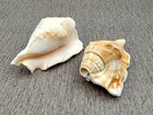 Lambis Conch Shell Horn Trumpet Musical Instrument  1 Shell Approx  5  Inches 
