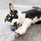 Kong Squeezz Action Ball Dog Toy  Durable  Bouncy  Squeaker  Medium  Blue