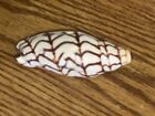 Voluta Bednalli  bednall   s Volute Shell 
