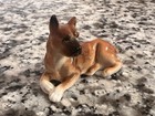 Vintage Porcelain Boxer Dog Figurine Lying Down Miniature Fawn Puppy