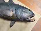 Vintage Yellow Fin Tuna Fish Taxidermy Mount 28  Old