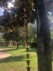 Copper 8 Ft  Long New Rain Chain