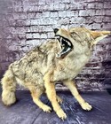Taxidermy Snarling Eastern Coyote Fur Aggressive Full Body Mount Real Teeth Art
