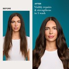 Ogx Renewing   Argan Oil Of 25 4 Ounce  pack 1   Morocco