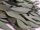 Organic Eucalyptus Globulus Fresh Leaves Grow In California