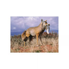 New Flambeau Master Series Lone Howler Coyote Decoy Faux Fur Tail W  Wire Frame