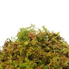 Supermoss 23825 Mountain Moss Dried Natural 5lb Small Bale