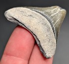 Grey And Green Posterion Megalodon Shark Tooth Bv Florida Quality Fossil