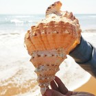 22-23cm 9inch Natural Rubeta Conch Shell Sea Snail Gift Home Fish Tank Ornament