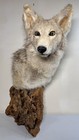 Coyote Taxidermy Wolf Shoulder Mount Wood Burl Cabin Mancave Dadcore Fathers Day