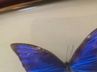 Real Vintage Framed Blue Morpho Didius Butterfly 9 X 6 5 Frame