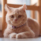 Reflective Teal Cat Collar With Safety Buckle And Removable Bell For Kitten And