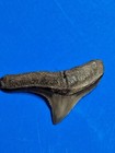 Severely Pathological Fossil Bull Sharks Tooth